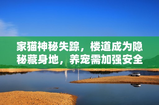 家猫神秘失踪，楼道成为隐秘藏身地，养宠需加强安全防护